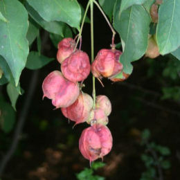 Common Bladdernut, Anthony nut